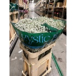 Gypsophila Kipslill Xlence