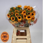 Helianthus Päevalill Orange Fire 65cm