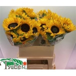 Helianthus Päevalill Orange Fire 80cm