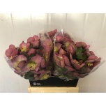 Helleborus Lumeroos 50cm Pennys Pink