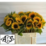 Helianthus Päevalill Sunrich Orange 60cm