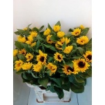 Helianthus Päevalill Sunrich Orange 70cm