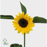 Helianthus Päevalill Sunrich Orange 80cm