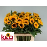 Helianthus Päevalill Sunrich Orange 80cm