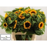 Helianthus Päevalill Sunrich Orange 80cm