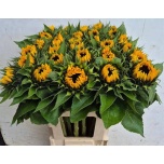 Helianthus Päevalill Sunrich Orange 80cm