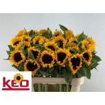 Helianthus Päevalill Sunrich Orange 80cm