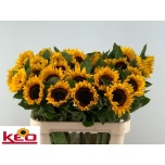 Helianthus Päevalill Sunrich Orange 80cm