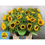 Helianthus Päevalill Sunrich Orange 80cm
