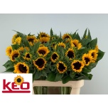 Helianthus Päevalill Sunrich Orange 80cm