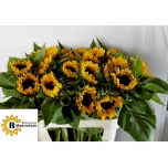 Helianthus Päevalill Sunrich Orange 80cm
