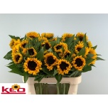 Helianthus Päevalill Sunrich Orange 80cm