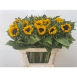Helianthus Päevalill Sunrich Orange 80cm