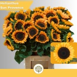 Helianthus Päevalill Sunrich Provenc 80cm