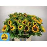 Helianthus Päevalill Sunrich Provenc 80cm