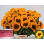 Helianthus Päevalill Sunrich Provenc 80cm