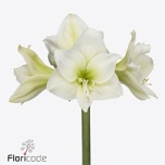 Hippeastrum Ratsuritäht Albarino