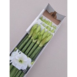 Hippeastrum Ratsuritäht Albarino