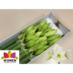 Hippeastrum Ratsuritäht Albarino