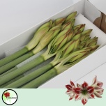 Hippeastrum Ratsuritäht Ambiance