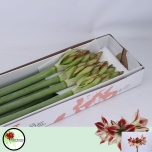 Hippeastrum Ratsuritäht Ambiance