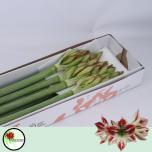 Hippeastrum Ratsuritäht Ambiance