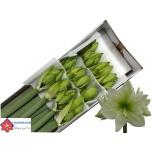 Hippeastrum Ratsuritäht Avalanche