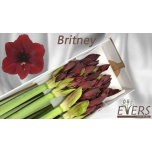 Hippeastrum Ratsuritäht Britney