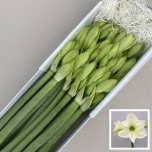 Hippeastrum Ratsuritäht Casablanca
