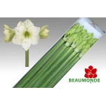 Hippeastrum Ratsuritäht Casablanca