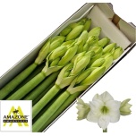 Hippeastrum Ratsuritäht Casablanca