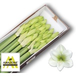 Hippeastrum Ratsuritäht Casablanca