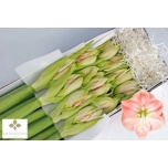 Hippeastrum Ratsuritäht Darling