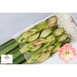 Hippeastrum Ratsuritäht Darling