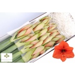 Hippeastrum Ratsuritäht Desire