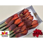 Hippeastrum Ratsuritäht Double King