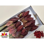 Hippeastrum Ratsuritäht Double Royalty