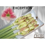 Hippeastrum Ratsuritäht Exception