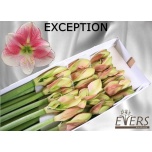 Hippeastrum Ratsuritäht Exception