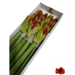 Hippeastrum Ratsuritäht Ferrari