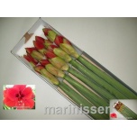 Hippeastrum Ratsuritäht Ferrari