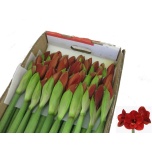 Hippeastrum Ratsuritäht Ferrari