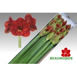 Hippeastrum Ratsuritäht Ferrari