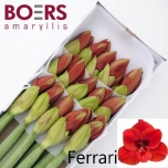 Hippeastrum Ratsuritäht Ferrari