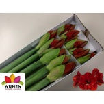 Hippeastrum Ratsuritäht Ferrari