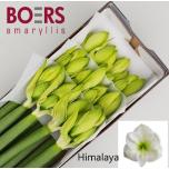 Hippeastrum Ratsuritäht Himalaya