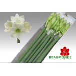 Hippeastrum Ratsuritäht Himalaya