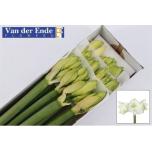 Hippeastrum Ratsuritäht Mont Blanc