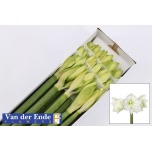 Hippeastrum Ratsuritäht Mont Blanc