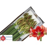 Hippeastrum Ratsuritäht Passion